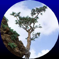 Ormus Minerals Frankincense Healing Oil Ormus Minerals Frankincense Healing Oil