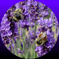 Ormus Minerals Lavender EO Ormus Minerals Lavender EO