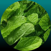 Ormus Minerals Organic Peppermint Healing Oil Ormus Minerals Organic Peppermint Healing Oil